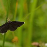 POLILLAS » Tipos, Hábitat, Cómo Eliminarlas y Remedios POLILLA NEGRA » Características, supersticiones y curiosidades
