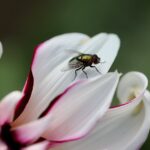 AHUYENTAR MOSCAS DE CASA » Métodos rápidos y efectivos