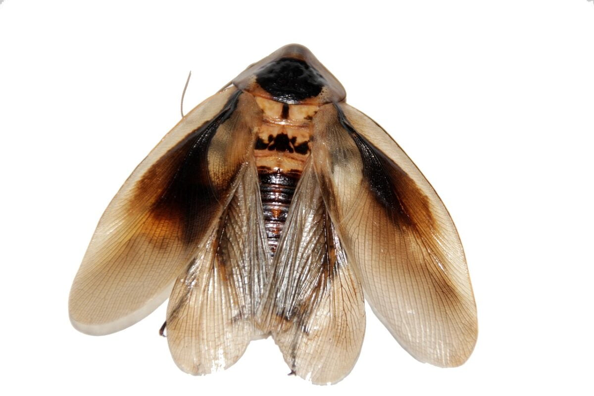 CUCARACHAS VOLADORAS » Características, hábitat y comportamiento