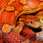 SERPIENTE DEL MAÍZ » Hábitat, Alimentación y comportamiento