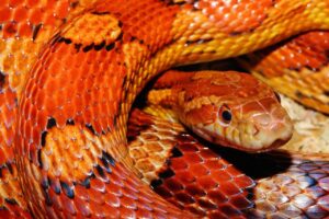 SERPIENTE DEL MAÍZ » Hábitat, Alimentación y comportamiento