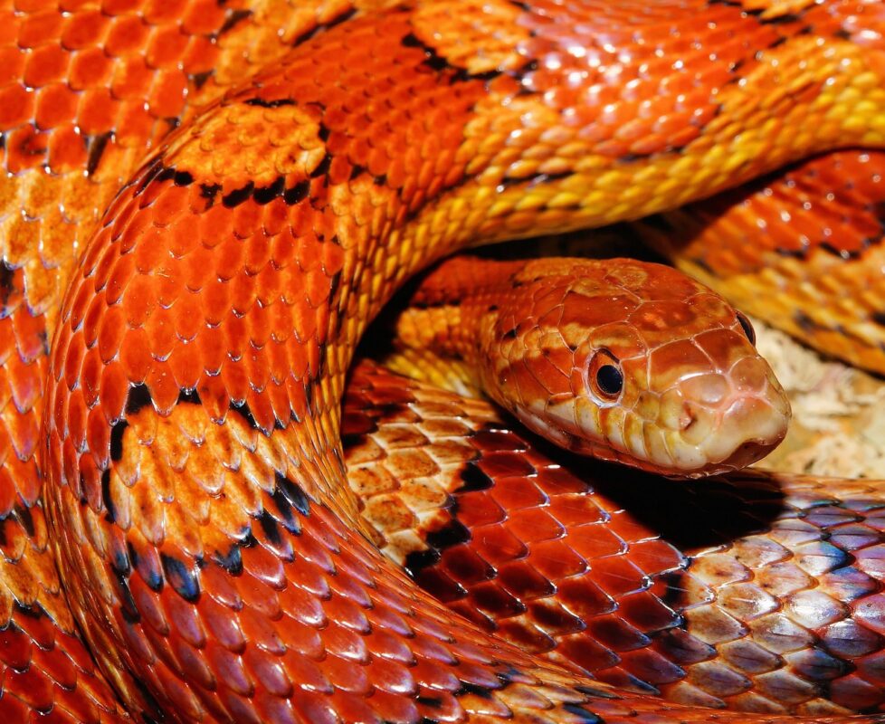 SERPIENTE DEL MAÍZ » Hábitat, Alimentación y comportamiento