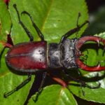 ESCARABAJOS » Tipos, Peligro Mordedura y Remedios ESCARABAJO CIERVO VOLANTE » Características, peligros y hábitat