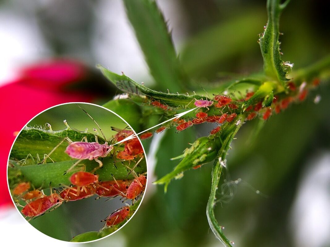 Piojos y Liendres» Diferencias, Morfología y Tipos. Foto por RainerBerns Pixabay