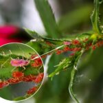 PIOJOS » Tipos, Formas de Eliminarlos, Remedios y Peligros Piojos y Liendres» Diferencias, Morfología y Tipos. Foto por RainerBerns Pixabay