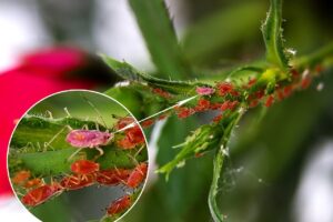 Piojos y Liendres» Diferencias, Morfología y Tipos. Foto por RainerBerns Pixabay