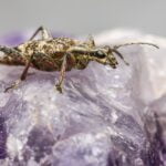 ESCARABAJOS » Tipos, Peligro Mordedura y Remedios ESCARABAJO DE LA ALFOMBRA » Características, peligros y más