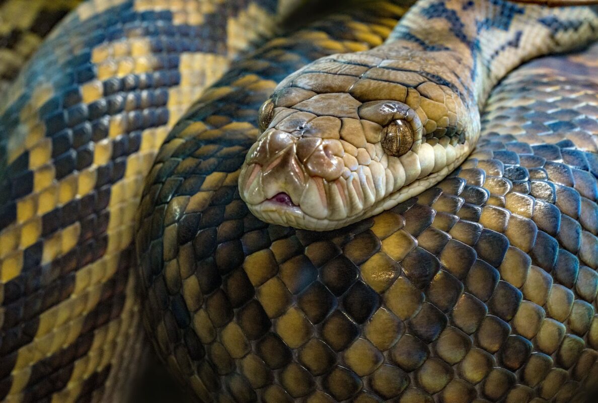 PITÓN, LA SERPIENTE MÁS GRANDE » Características y hábitat