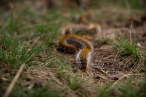 Procesionaria del Pino » Características y Peligros de Picadura