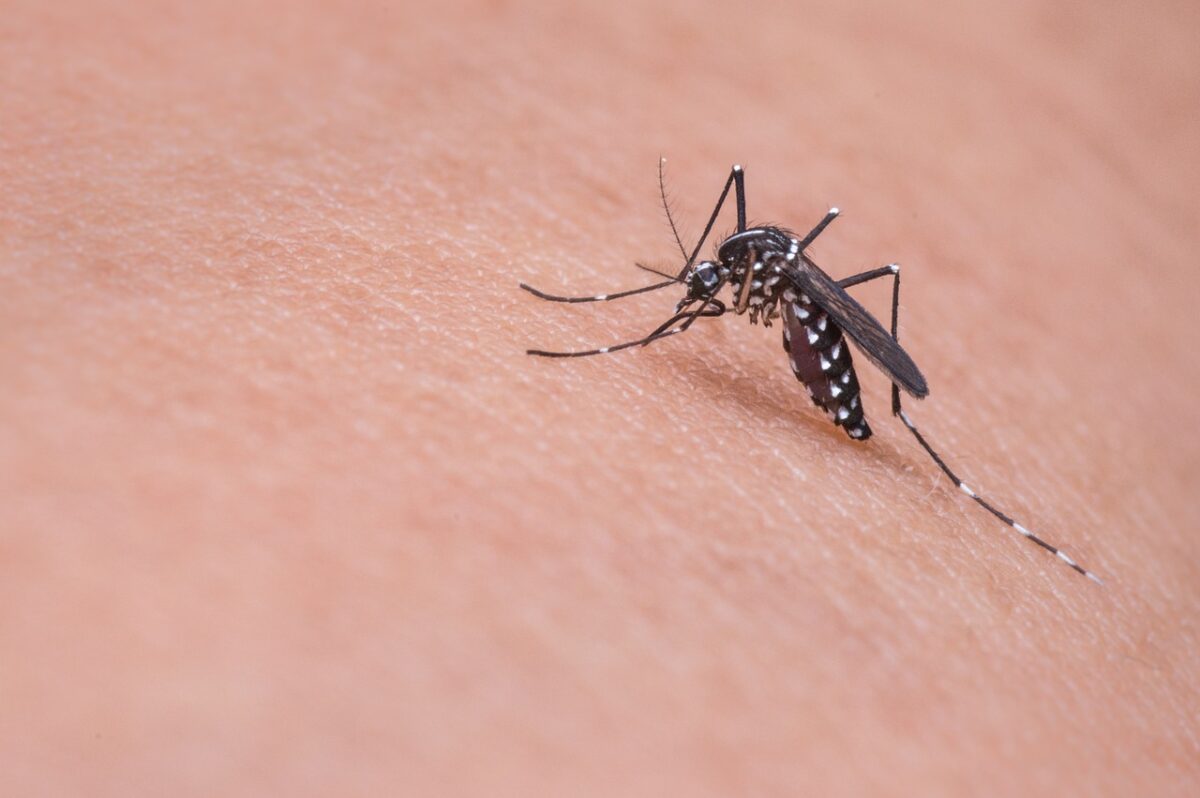 ENFERMEDADES POR PICADURA DE INSECTO » Malaria, dengue, etc