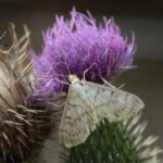 POLILLAS » Tipos, Hábitat, Cómo Eliminarlas y Remedios PICADURAS DE POLILLAS » Medidas y tratamientos