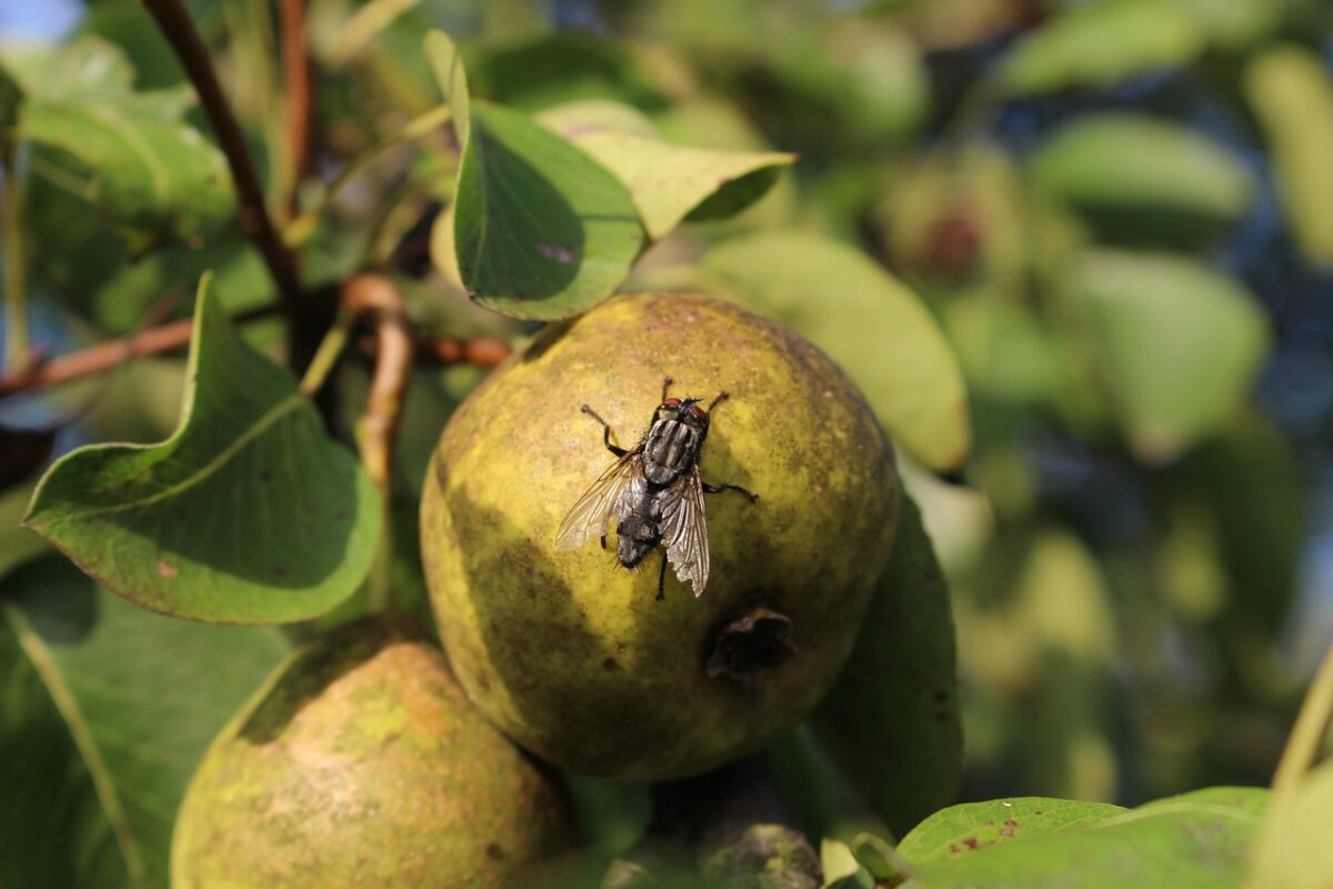 MOSCA DE LA FRUTA » Peligros y formas de erradicar