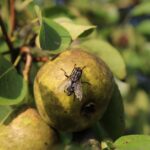 MOSCA DE LA FRUTA » Peligros y formas de erradicar