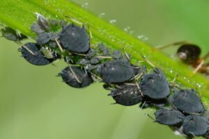 TIPOS DE PULGONES » Especies, formas y clases