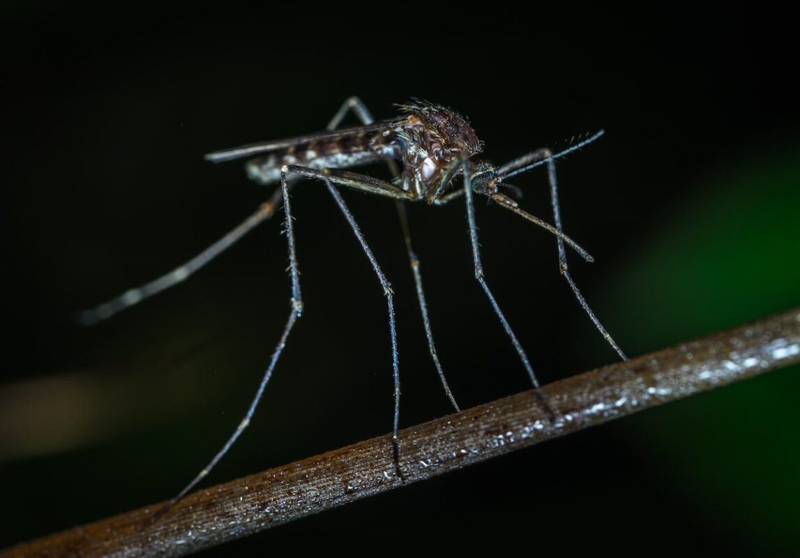 ¿CÓMO EVITAR CRIADEROS DE MOSQUITOS EN CASA? » Evítalos