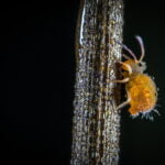 PIOJOS » Tipos, Formas de Eliminarlos, Remedios y Peligros TIPOS DE PIOJOS » En humanos, animales y plantas