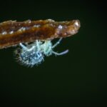 PIOJOS » Tipos, Formas de Eliminarlos, Remedios y Peligros PIOJO PÚBICO O LADILLA » Características, síntomas y prevención