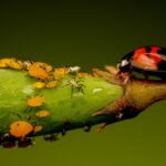 Identificar la Plaga de Pulgones » Descripción y Especies