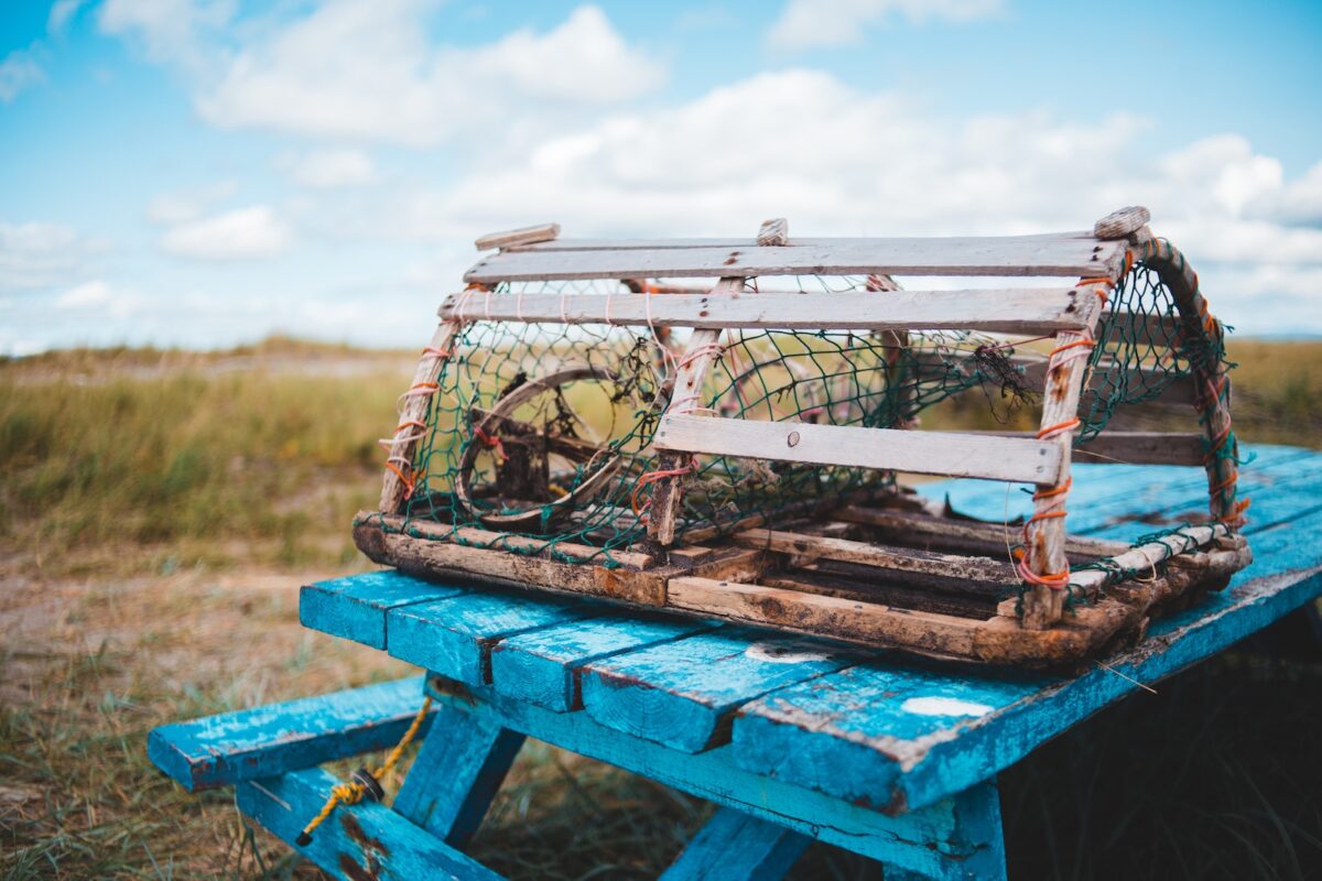 TRAMPA PARA AVISPAS » Cómo usar, efectividad y más