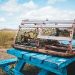 TRAMPA PARA AVISPAS » Cómo usar, efectividad y más