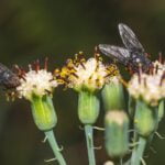 ¿Cuánto vive una Mosca? » Fases de Reproducción. Foto por Skyler Ewing Pexels