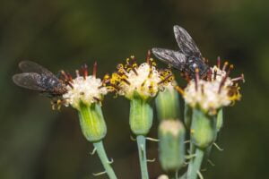 ¿Cuánto vive una Mosca? » Fases de Reproducción. Foto por Skyler Ewing Pexels