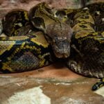 SERPIENTES » Tipos, Características, Peligros y Veneno SERPIENTES MÁS GRANDES » Boidae y Pythonidae