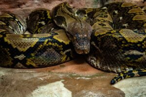 SERPIENTES MÁS GRANDES » Boidae y Pythonidae