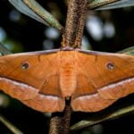 POLILLAS » Tipos, Hábitat, Cómo Eliminarlas y Remedios POLILLAS DE LA MADERA » Características y formas de eliminar