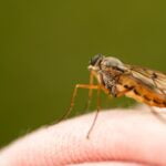 TIPOS DE PICADURA DE INSECTO » Mosquitos, pulgas, arañas y otras