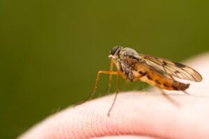 TIPOS DE PICADURA DE INSECTO » Mosquitos, pulgas, arañas y otras