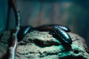 CUCARACHA DE MADAGASCAR » Características, hábitat y comportamiento