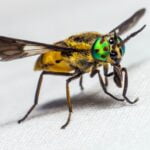 MOSCA TÁBANO » Características, reproducción y picadura