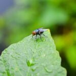 TIPOS DE MOSCAS » Clasificación, peligros y enfermedades