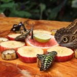 POLILLAS » Tipos, Hábitat, Cómo Eliminarlas y Remedios POLILLA DE LA FRUTA » Características y control