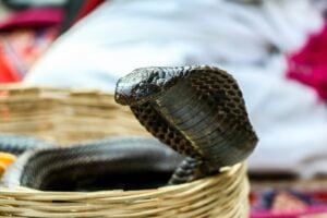 COBRA REAL