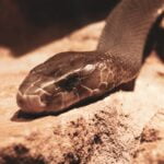 SERPIENTES » Tipos, Características, Peligros y Veneno SERPIENTES MÁS PELIGROSAS » Cobra, mamba negra, Taipan