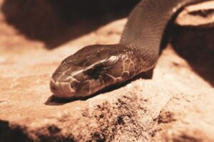 SERPIENTES MÁS PELIGROSAS » Cobra, mamba negra, Taipan