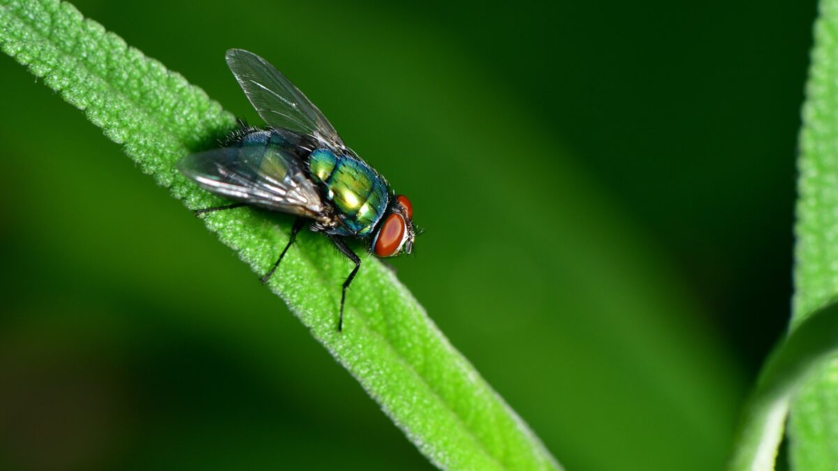 MOSCA VERDE » Características y consejos para eliminarlas