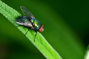 MOSCA VERDE » Características y consejos para eliminarlas
