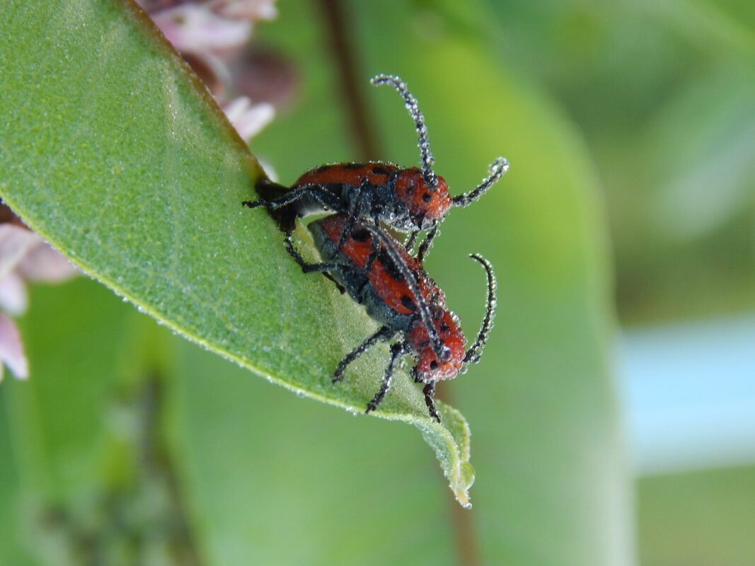 ESCARABAJOS COMPLETAMENTE VENENOSOS » Especies y peligros