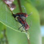 ESCARABAJOS » Tipos, Peligro Mordedura y Remedios ESCARABAJOS COMPLETAMENTE VENENOSOS » Especies y peligros