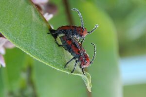 ESCARABAJOS COMPLETAMENTE VENENOSOS » Especies y peligros
