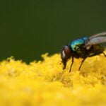 ENFERMEDADES QUE CAUSAN LAS MOSCAS » Las 7 principales