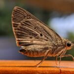 POLILLAS » Tipos, Hábitat, Cómo Eliminarlas y Remedios FORMAS DE ELIMINAR LAS POLILLAS » Métodos más rápidos