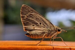 FORMAS DE ELIMINAR LAS POLILLAS » Métodos más rápidos