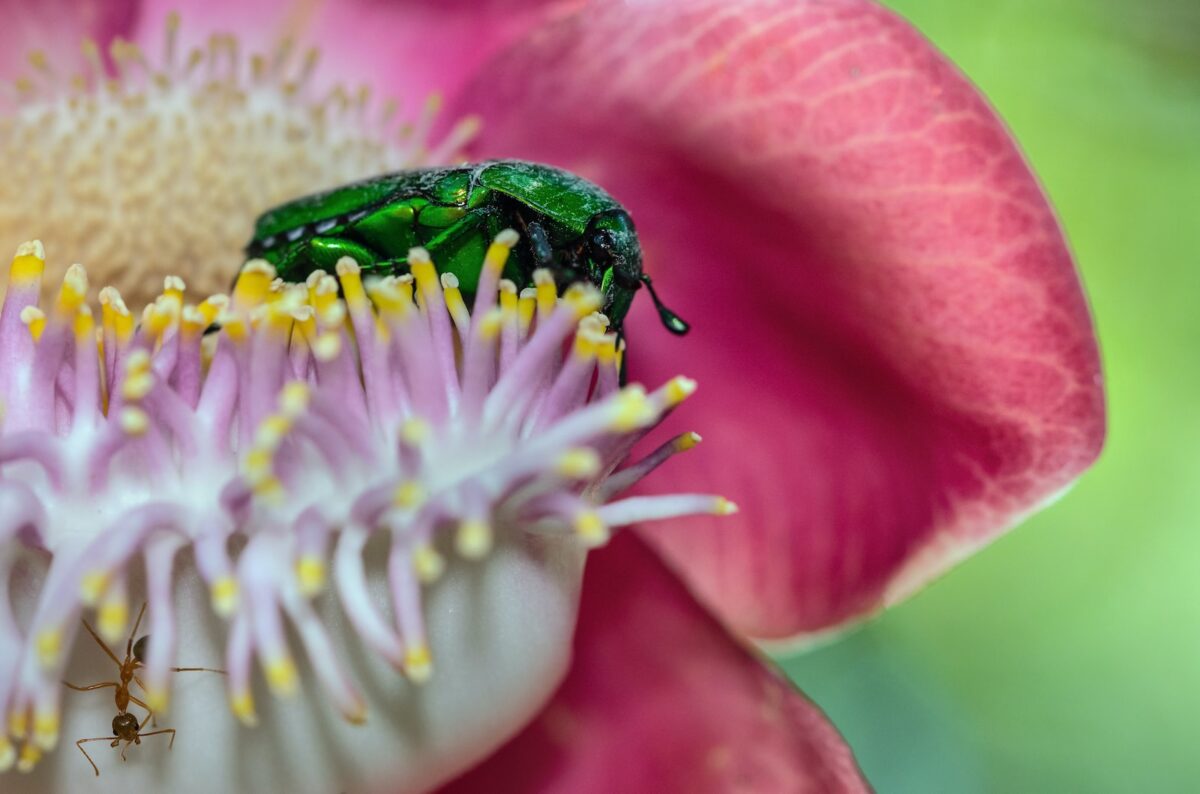 ESCARABAJO VERDE » Características, hábitat y reproduccción