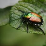 ESCARABAJOS » Tipos, Peligro Mordedura y Remedios PELIGROS QUE APORTAN LOS ESCARABAJOS » Plagas, parásitos y más