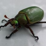 ESCARABAJOS » Tipos, Peligro Mordedura y Remedios LOS ESCARABAJOS MÁS PELIGROSOS » Especies y peligros