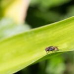 MOSCA DEL ESTABLO » Enfermedades y cómo controlarla